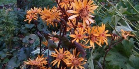 Buzulnik zuba oziris fantazija, osiris cafe noir: fotografija i opis